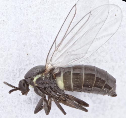 Réf. 277 221 : Scatopse notata